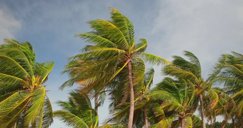 Beautiful coconut palm trees sway in sunshine. Palm branches against a beautiful blue sky with white puffy clouds. Green palm leaves moving in the wind on blue sky background. Beach travel concept.
