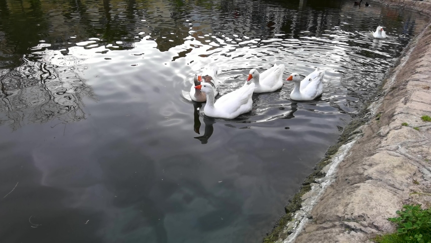 Group of Geese swimming in the water image - Free stock photo - Public ...