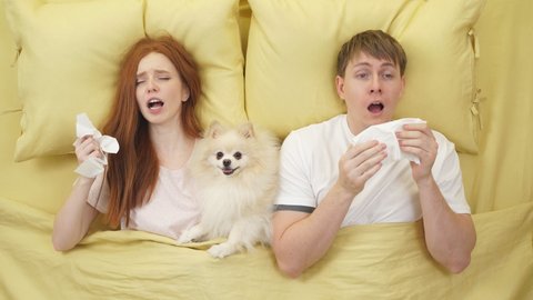 Couple sneezes and blows nose into napkin while lying on bed with spitz dog domestic animal. Concept of allergies to domestic animals.