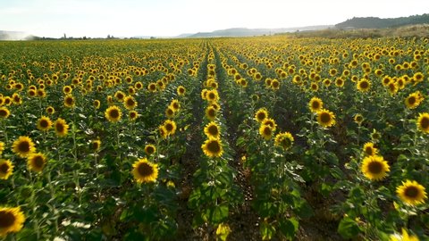 Sunflower field aerial clip in Spain during summertime
