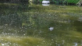 Video of Duck swimming in pond 