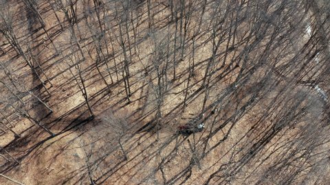 Red Tractor Driving Down Trails Collecting Sap From Maple Trees For Sugar Shack in Quebec Canada. 4k Aerial Drone Shot Driving Right to Left