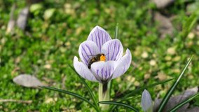 Bee pollinating purple crocus - Detailed 4K video of honeybee pollinating flower head of pink an purple crocus on a green background. Sunny Spring Day