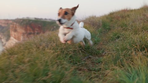 Dog Jack Russell Terrier Walk Runs Through Clearing on Rocky Shore, Sticking out his Tongue on Green Grass in Spring background of Sea Water and Sunset Slow Motion. Pets. Lifestyle. Freedom. Nature