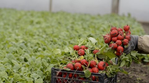 Farmers collecting red radish from the field. Box of greenhouse-grown radishes. 