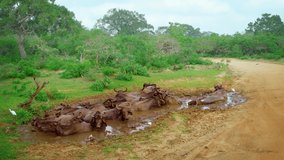 Wild herd of asian water buffalo. wallowing together in a big mud hole at a nature preserve near Yala. Sri Lanka