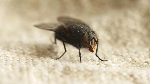 housefly Musca domestica close extreme macro