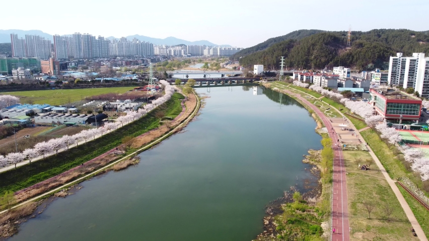 Aerial view of cherry blossoms and Gapcheon River in Jeongrim-dong, Daejeon, korea
