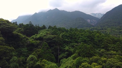 Yakushima Forest Shiratani Unsuikyo valley in the distance shrouded in Mist