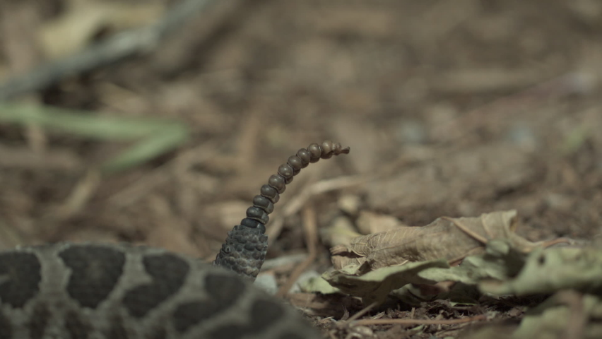 Slow motion view of a rattle snake