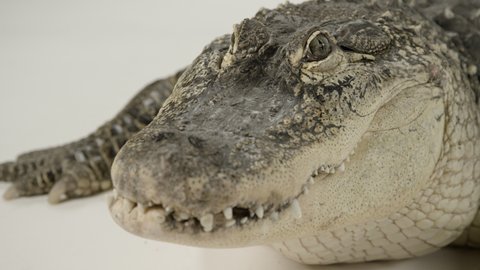 Gator face close up handheld