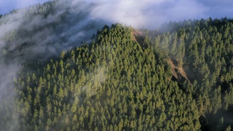 Aerial view of white mysterious smoky clouds or fog rolling over the pinetrees forest terrain in the mountains somewhere in volcanic La Palma island in Canary islands.