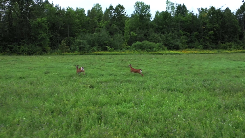 3 white tail deer running and frolicking through field into forest follow cam