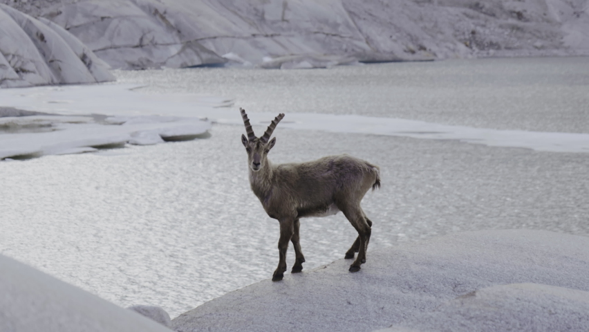 Moutain Ibex walikng on the rocks and stones with glacier Rhone in the background