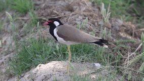 Red wattled lapwing (Vanellus indicus) sitting isolated, video,120fps, Slow motion.