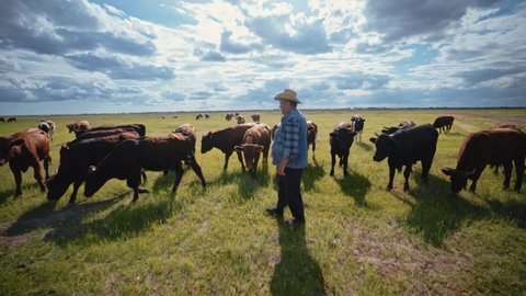 A rancher in a cowboy hat and denim is playing with a bull. A shepherd in a field surrounded by cows. A herd of young bulls in the pasture. Cattle. Livestock business.