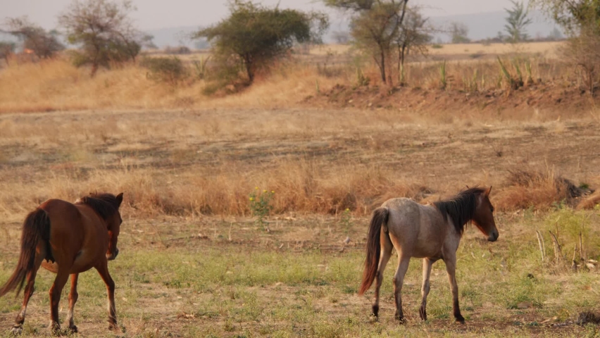 Close shot of two horses walking in a ground, horses walking in ground