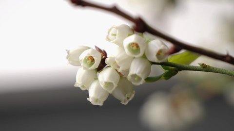 Static Close-Up twig with beautiful white blueberry blossom.