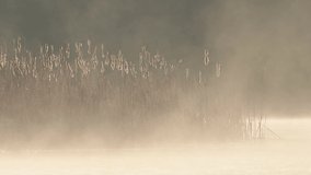 Fog over the calm lake a beautiful rising light on cattails and passing birds. Foggy sunrise lake landscape. - Powered by Shutterstock - Get 15% off with code: PIKWIZARD15