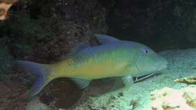 Yellowsaddle Goatfish (Parupeneus cyclostomus) IP, 50 cm. ID: 2 color phases: bluish grey with a saddle-like