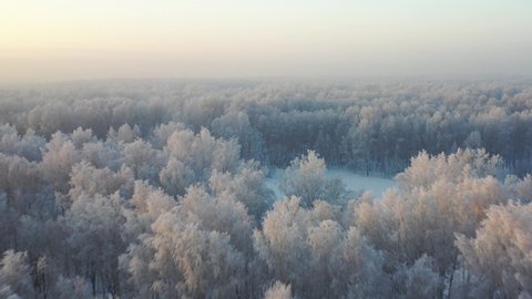 Aerial video view from drone of a Sunrise over snowy winter landscape. Birch forest under hoarfrost in winter season. Camera pointed down. Siberia, Russia.
