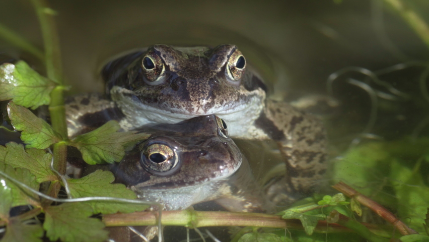 Two common frogs (Rana temporaria) in a close-up portrait during mating season in a pond. Steady shot.