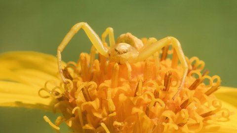 crab spider catches the prey on Arnica montana, Thomisus,  mimicry 