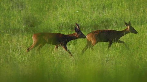 European roe deer (Capreolus capreolus) male buck in rut chasing a female doe, animals running