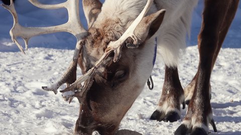 Northern Reindeer Rangifer tarandus with Massive Antlers Grazing on Snow on Sunny Cold Winter Day. Close Up View
