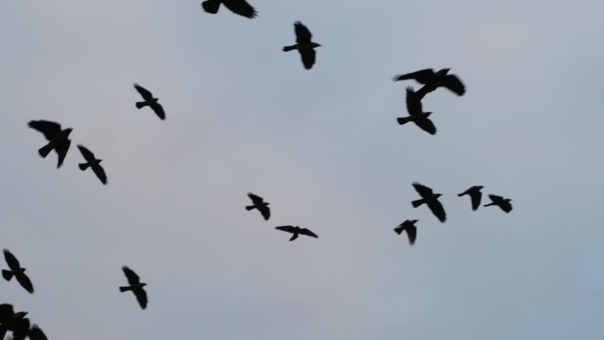 Large flock of birds flying in slow motion. Nature background of silhouettes of birds Royalty-Free Stock Footage #1070292988