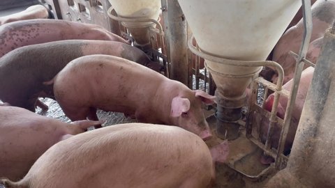 Fattening pigs are eating from a semi-automatic feeding device.