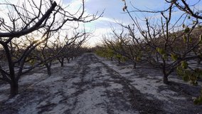 Gimbal shot walking among fruit trees in winter