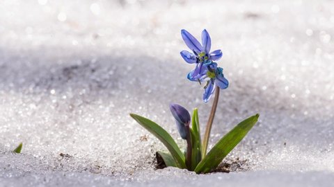 Time lapse video of snow melting near young green sprouts growing through the snow in spring. Warm weather, last snow melting in the garden