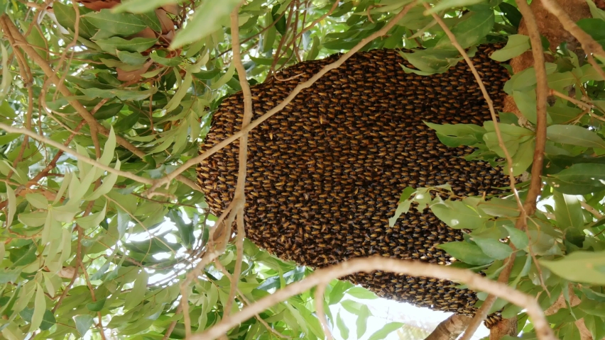 Vertical video of bees flying at bee hive clinging on tree.