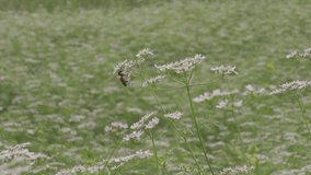 Petite whitish-pink Cilantro flowers are blooming all over the field. White flowers background. 4k video. 