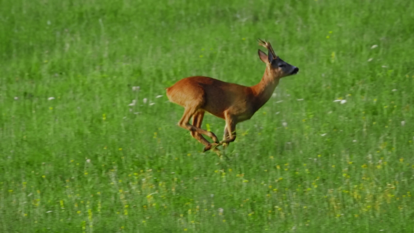 European roe deer (Capreolus capreolus) male buck in rut running across a meadow Royalty-Free Stock Footage #1070298460
