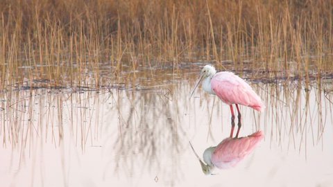 roseate spoonbill with water dripping from bill in calm still water with mirrored reflection