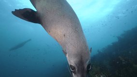 Playful Australian Fur Seal curiously inspecting and biting camera lens. Scuba Diving with playful Seals off Martin Island in Sydney.