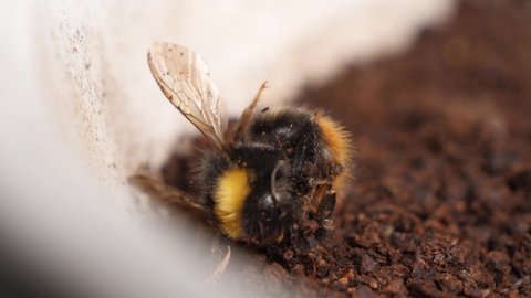 Dead bumblebee laying in dirt due to air and soil pollution.