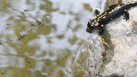 fire salamander (Salamandra salamandra) and caddis fly larva in the water