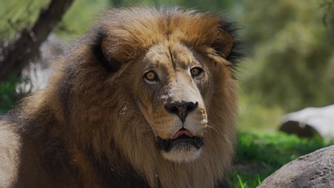 5 Confused Lion Stock Video Footage - 4K and HD Video Clips | Shutterstock