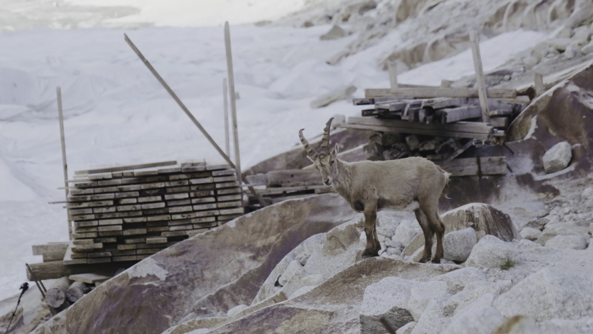 Moutain Ibex walikng on the rocks and stones with glacier Rhone in the background