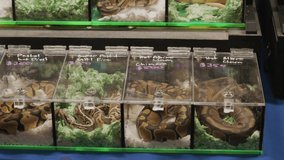 This panning video shows snakes on display for sale at a reptile convention vendor's stall.