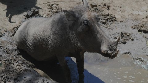 This video shows a wild African warthog sitting and wallowing in a cool mud puddle on a hot summer day.