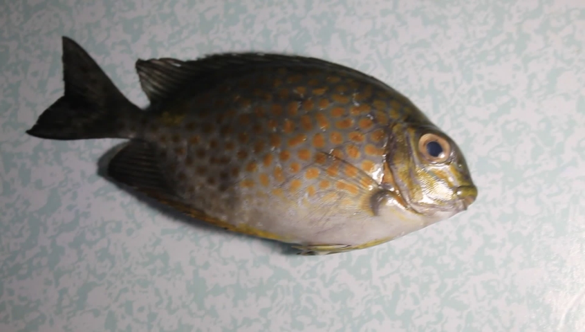 Fish Fresh on Shining Looks on a Opaque White Background