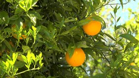 Oranges on a Tree Blowing in the Wind