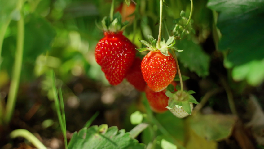 Woman farmer's hands picking organic strawberries. Harvesting fresh organic strawberries. Strawberry bushes close-up Royalty-Free Stock Footage #1070322730