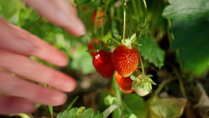 Woman farmer's hands picking organic strawberries. Harvesting fresh organic strawberries. Strawberry bushes close-up | Shutterstock HD Video #1070322730