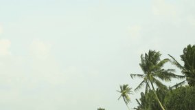 Coconut palms. over a tropical beach paradise near Hikkaduwa. Sri Lanka. swaying in a steady breeze under a cloudy sky