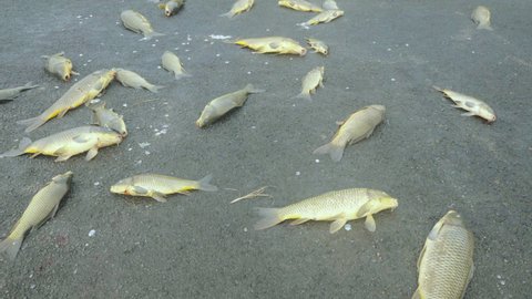 tilt up shot of dead carp on a road after a flood at penrith in nsw, australia